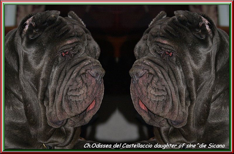 Ch.Odissea del Castellaccio daughter of sine^die Sicano