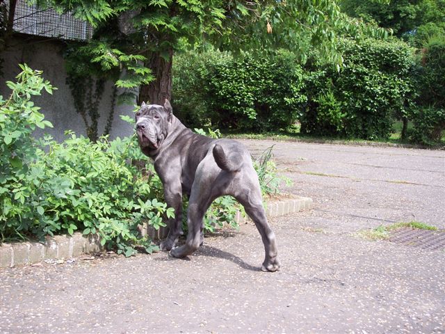 04062006.dogs 015