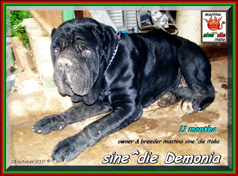 sine^die Demonia,,, Palermo 23 october 2007,,, owner & breeder mastino sine^die italia,,