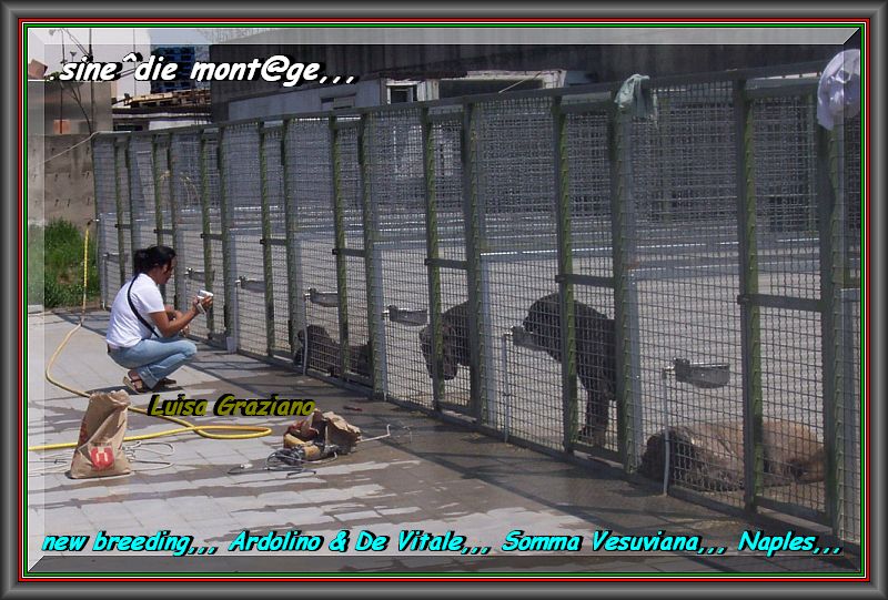 nuovo allevamento,,, Ardolino & De Vitale,,, Somma Vesuviana Napoli,,,