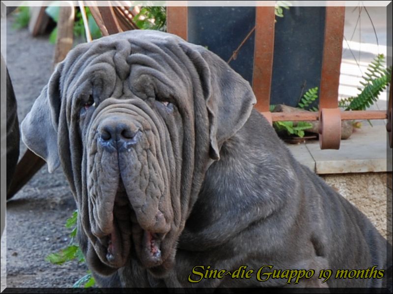 Guappo Sine^die 19 mesi