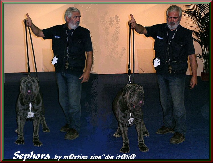 Sephora by sine^die II Res. CAC & CACIB ,,,,