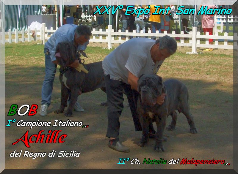 IIV Expo San Marino 29 giugno 2008 BOB It. Ch. Achille del Regno di Sicilia,,