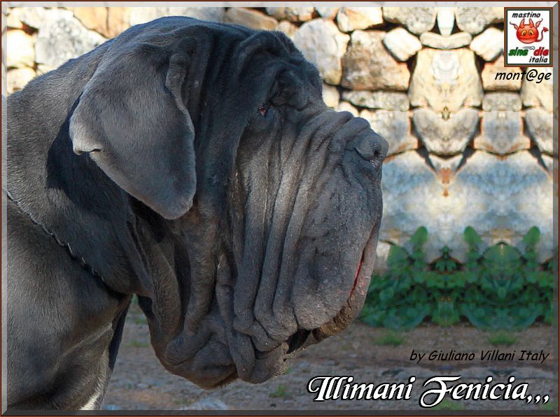 Illimani Fenicia,