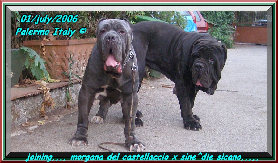 Joining sine^die Sicano x Morgana del Castellaccio oxo