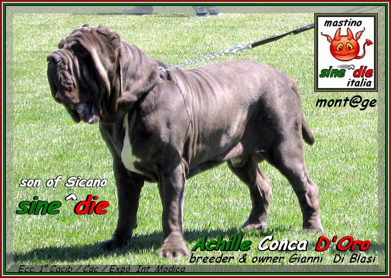 Achille figlio di sine^die Sicano Cac  Cacib  Ecc. 1 Int. Modica inglese
