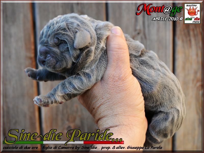 Sine^die Paride 2 hours of life