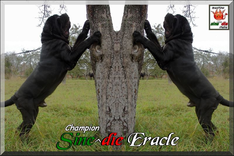Champion Sine^die Eracle,,,