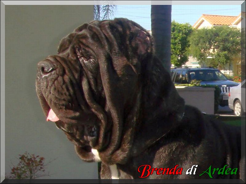Brenda di Ardea figlia di Sine^die Sicano x Vesta di Ardea,