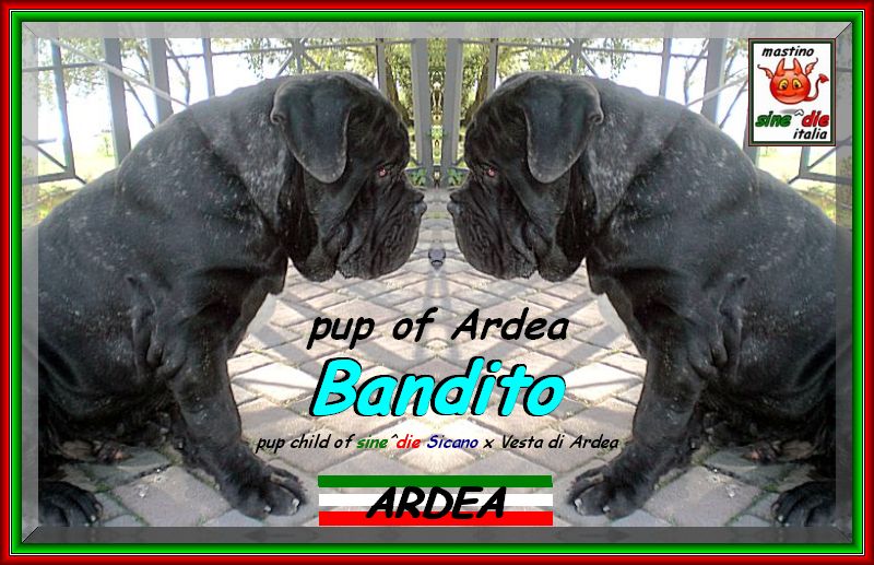 Bandito di Ardea figlio di sine^die Sicano x Vesta di Ardea,,, xox