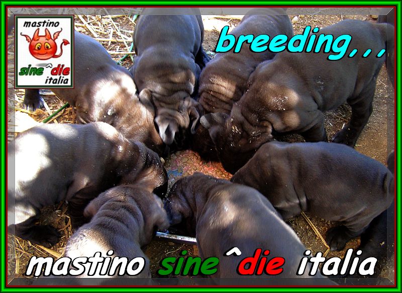 20 september 2007  Althea by sine^die & pups of Siciliano,,, oxo