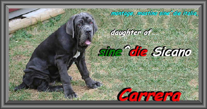 Carrera daughter of sine^die Sicano
