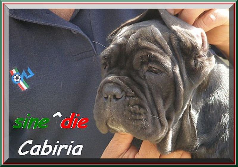 sine^die Cabiria,,, breeder mastino sine^die italia 0623 bis