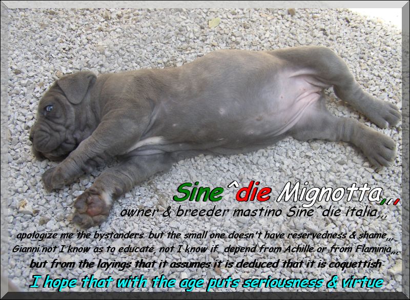 cucciola del campione italiano Achille del Regno di Sicilia x Sine^die Flaminia 35 giorni,,,