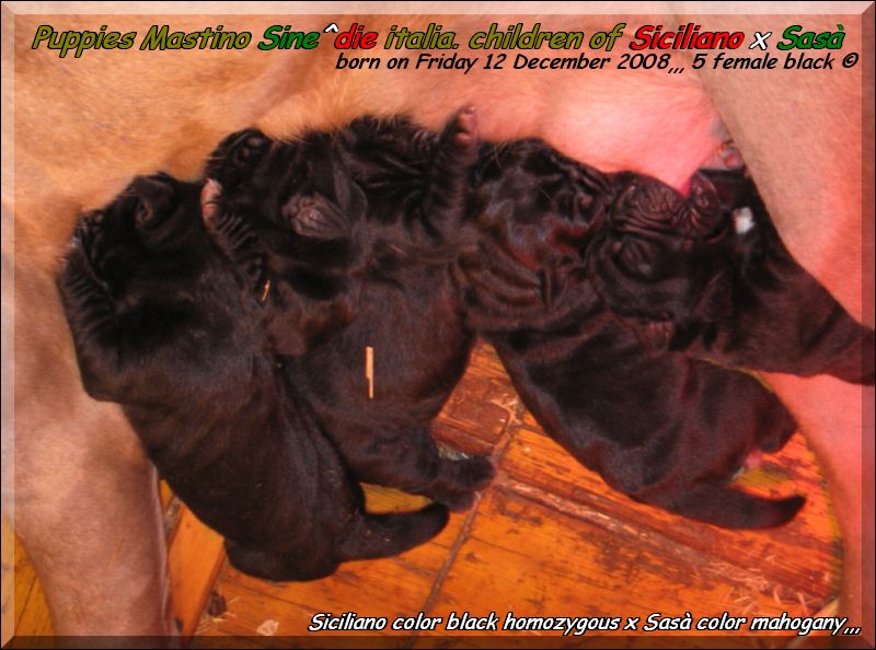 cuccioli di siciliano x sasa