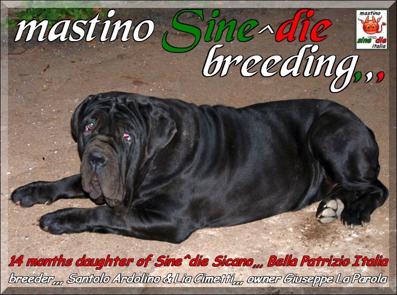 Bella by Patrizio Italia daughter of Sine^die Sicano x Clotilde by Ardolino to 14 months