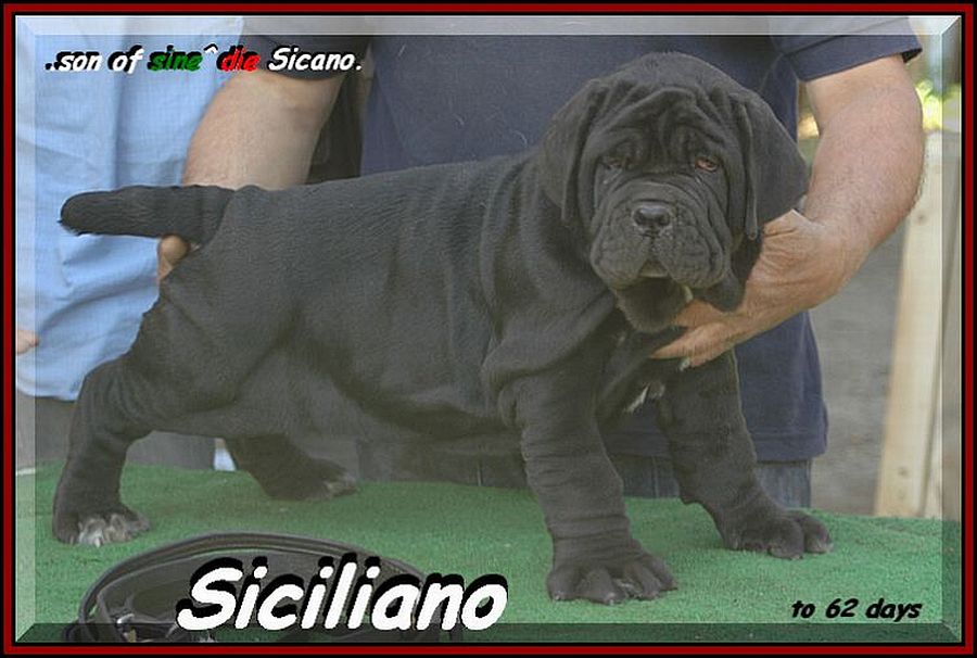 SICILIANO son of sine^die Sicano.... 900 pixel,,, 0162 bis 754
