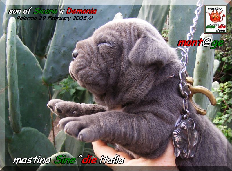 Cuccioli di Demonia & Sicano Sine^die,,, Palermo 29 Febbraio 2008,