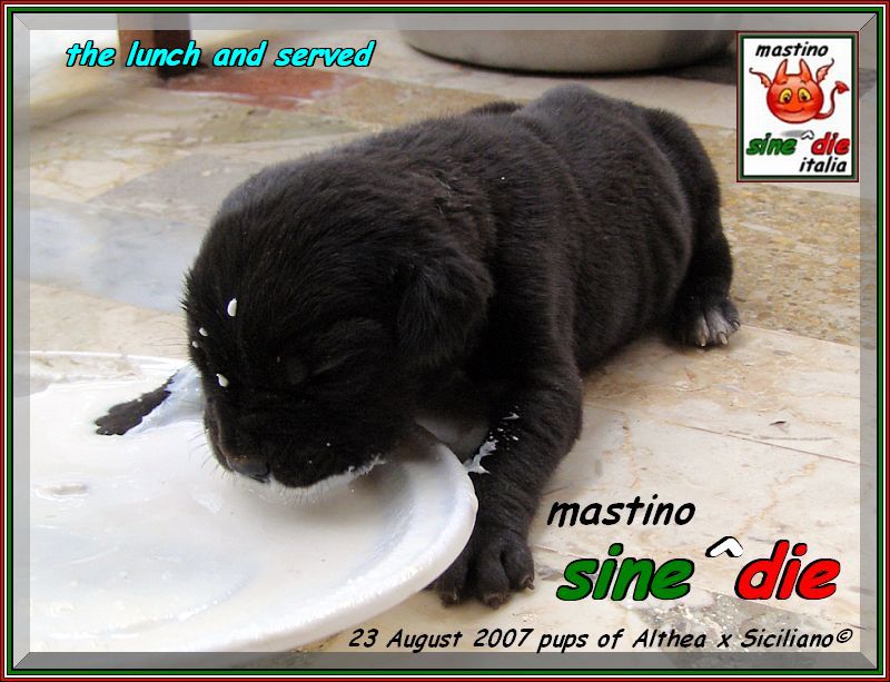 cuccioli Althea x Siciliano,,, 23 August 2007,,, oxo