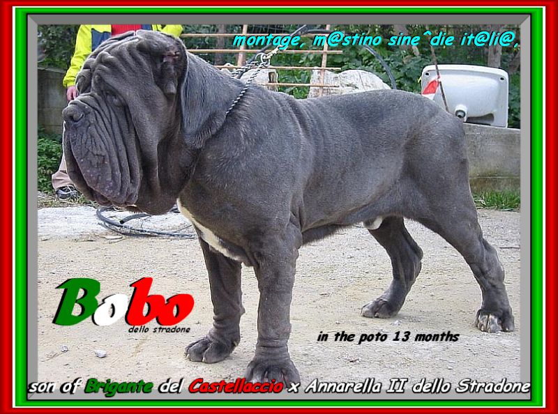 Bobo to 13 months son of Brigante del Castellaccio,,,