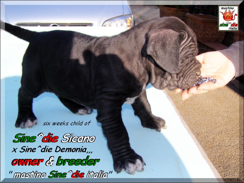 Cuccioli Sine^die Demonia x Sine^die Sicano,,, Palermo 28 March 2008,,