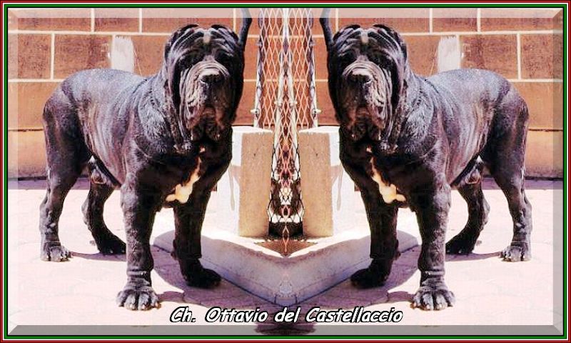 Ch. Ottavio del Castellaccio son of sine^die Sicano. double