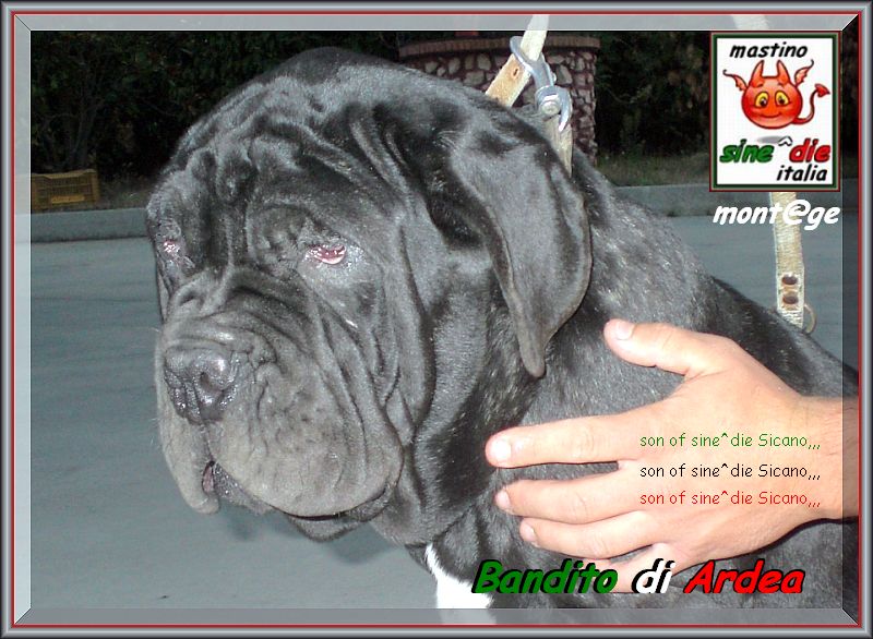 Bandito di Ardea figlio di sine^die Sicano,,, 800 pixel,