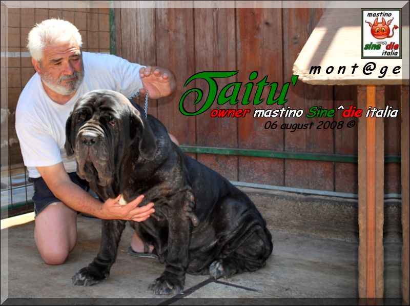 Taitu owner breeding,,, mastino Sine^die italia,,,