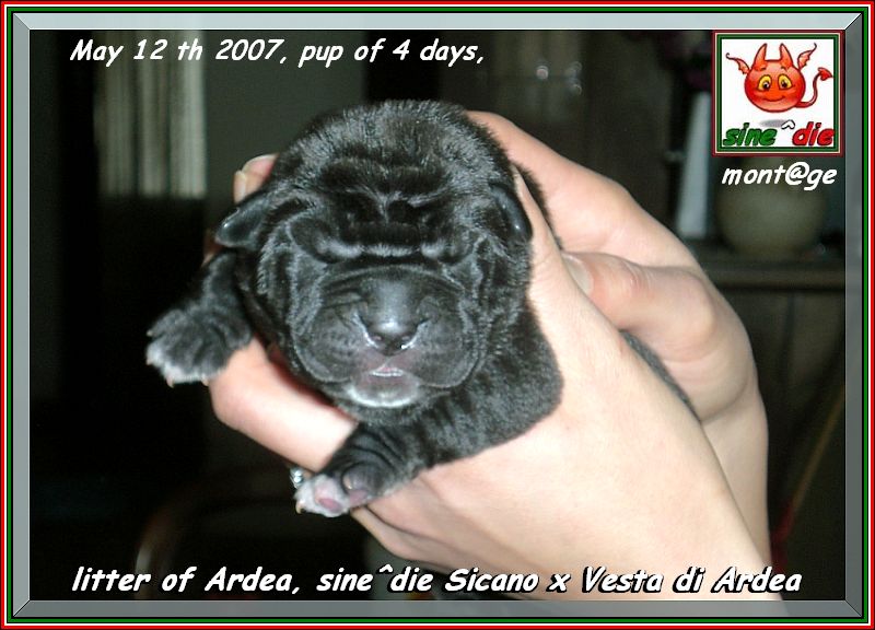 litter of Ardea, sine^die Sicano x Vesta di Ardea,,, 004