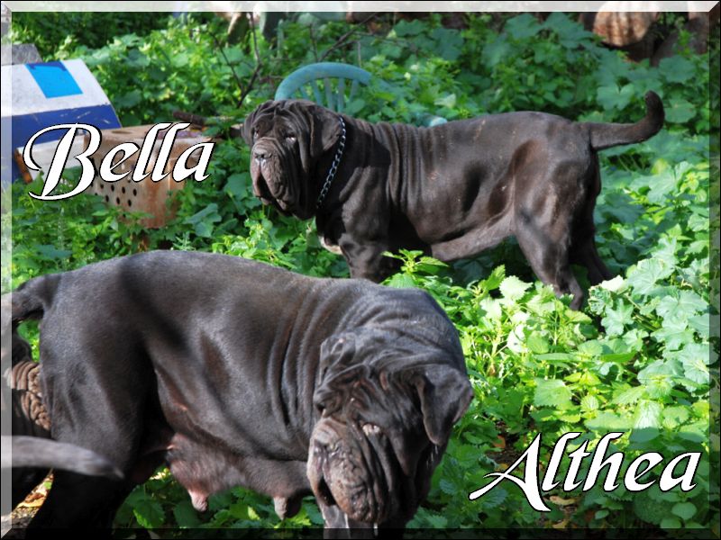 Bella & Althea