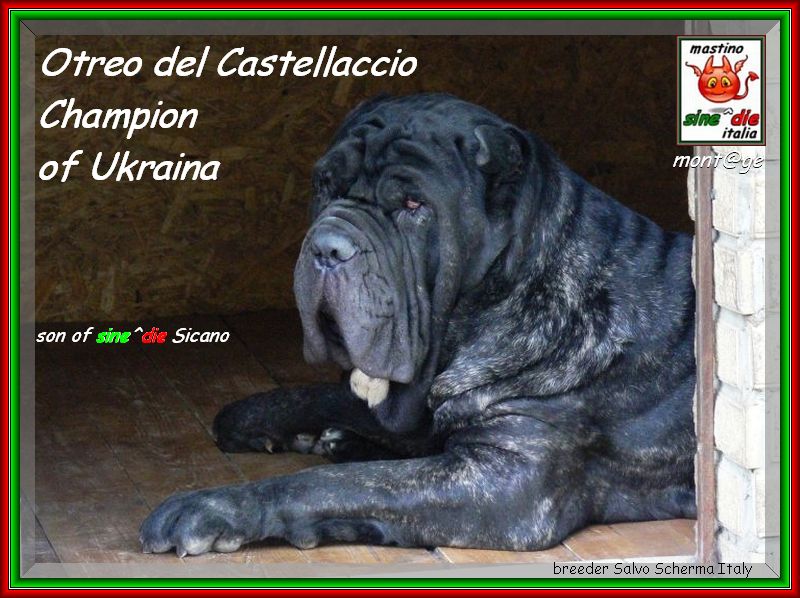 Ch. Otreo del Castellaccio children of sine^die Sicano xox