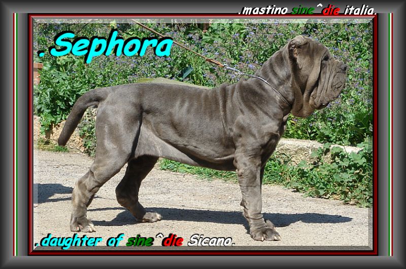 Sephora by mastino sine^die italia 800 pixel