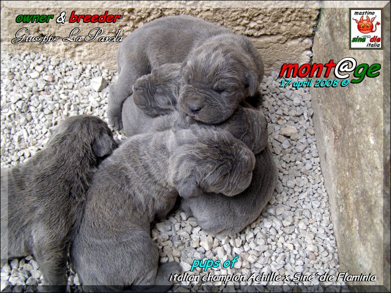 Cuccioli  Achille italian champion  by Di Blasi x Sine^ die Flamninia,,, 17 aprile 2008,,