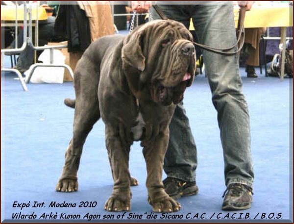 Int. Modena Vilardo Arke Kunon Agon,,
