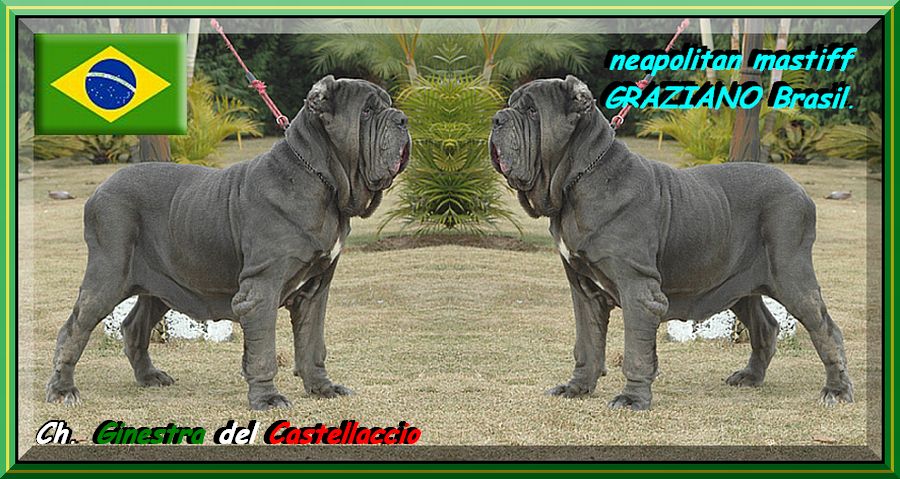 neapolitan mastiff in the World,,, brasile  Ch. Ginestra del Castellaccio,,,