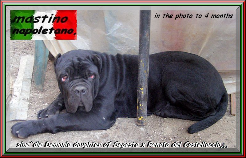 sine^die Demonia,,, in the photo to 4 months