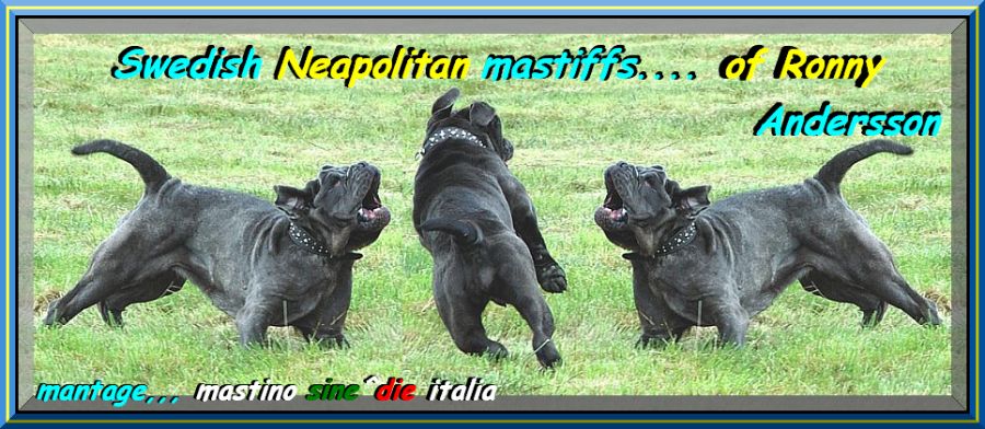 Swedish Neapolitan Mastiffs.... of Ronny Andersson oxo