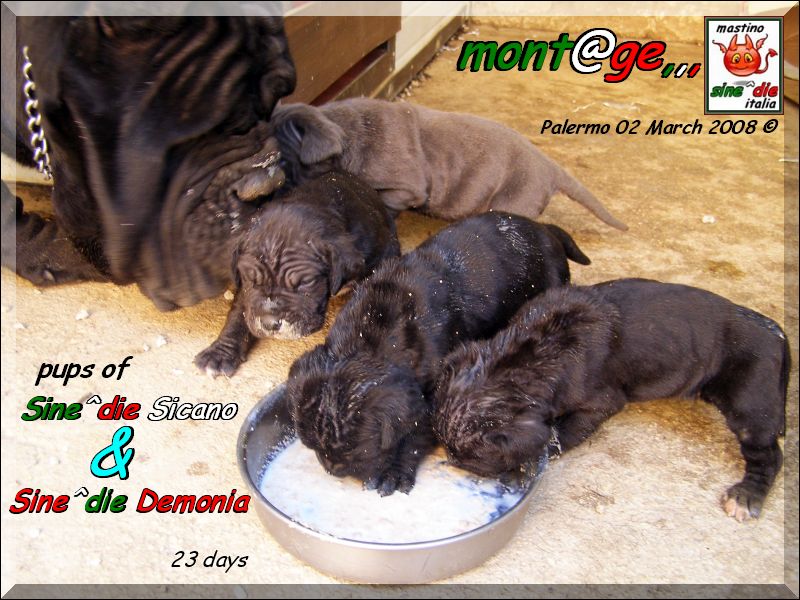 Cuccioli di Demonia & Sicano Sine^die,,, Palermo 02 March 2008