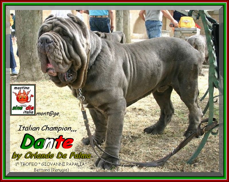 Ch. Dante by Orlando De Palma,,,