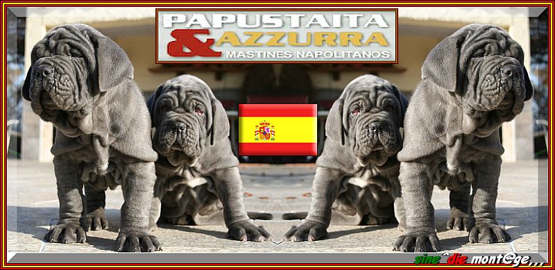 Azzurra & papustaita,,, cachorro