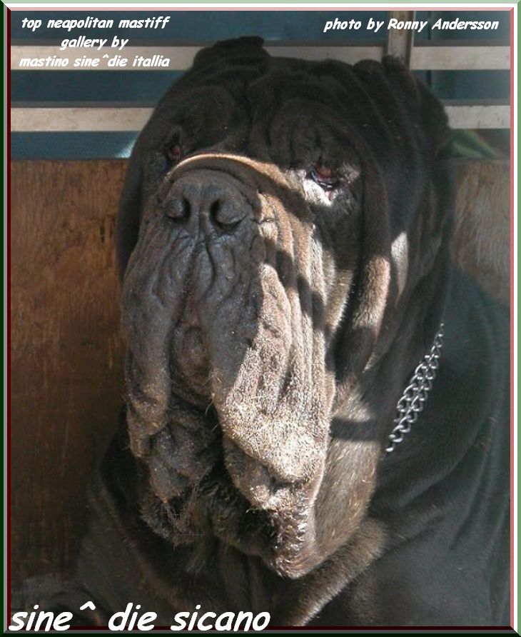 top neapolitan mastiff sine^die sicano oxo by gallery mastino sine^die italia