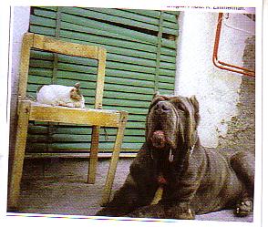 MESSICANO