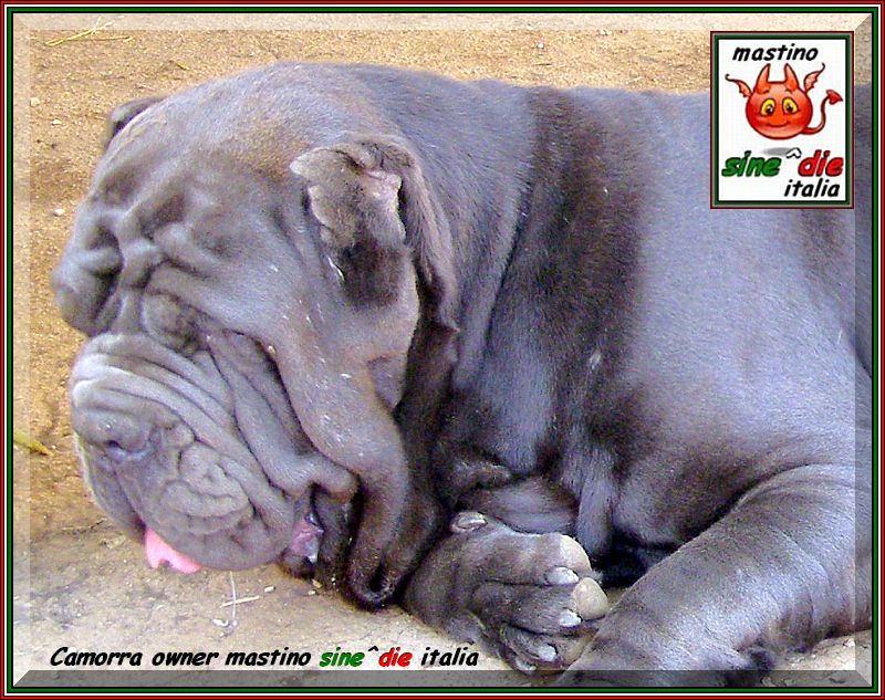 Camorra owner mastino sine^die italia,,,