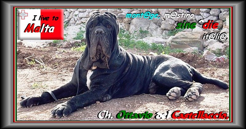 Ch. Ottavio del Castellaccio son of sine^die Sicano
