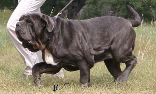 Magnufi-5