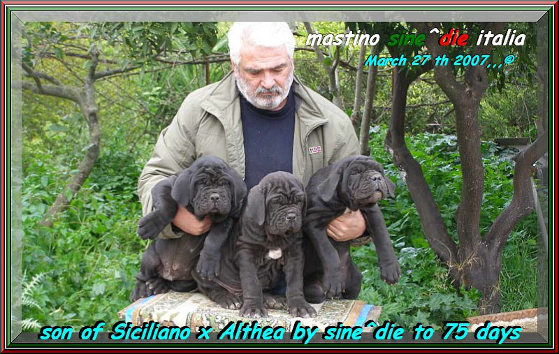 Children of Siciliano x Althea by sine^die to 75 days 230