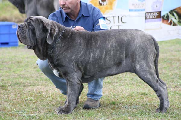 1stVGpuppyFemaleIMG_2946