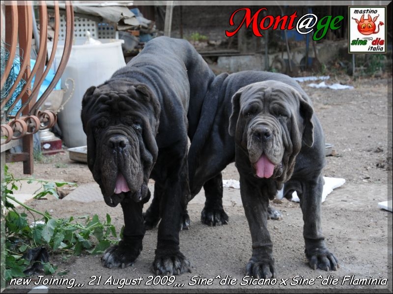 new Joining Sicano x Flaminia,,, 21 Agust 2009