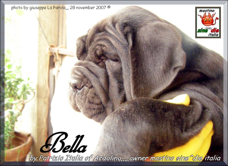 Bella by Patrizio Italia owner mastinosine^die italia,.,