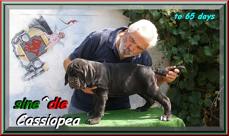 sine^die Cassiopea 800 pixel 0592